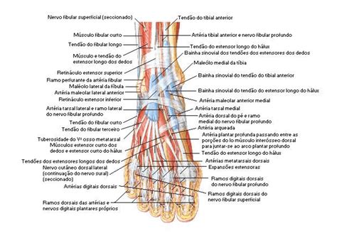 Anatomia Do Pé Musculos