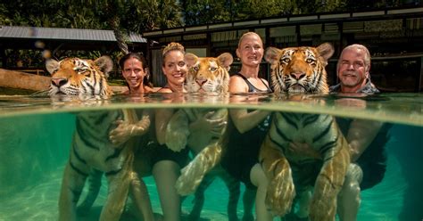 Captive Tigers As Tame As Pussycats As They Are Pictured Swimming With