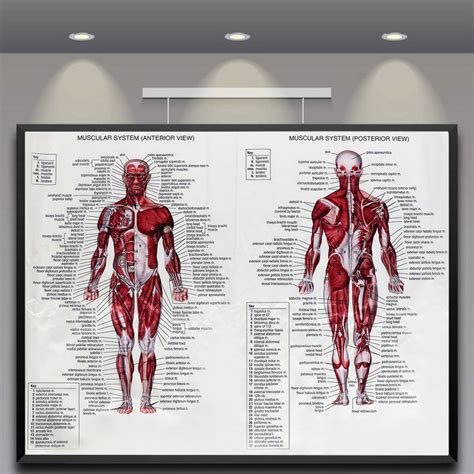 Muscles In The Body Diagram Almost Every Movement In The Body Is The