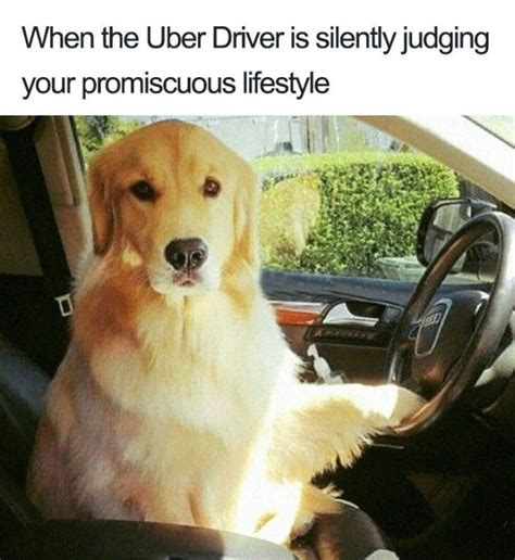 Uber Rides Can Only Be Described With Animal Memes 19 Pics