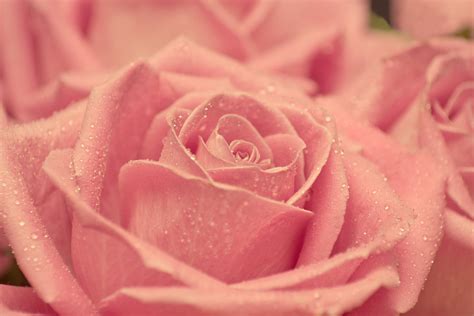 Nature Beauty Beautiful Flower Pink Rose Wallpaper 3000x2000 802087