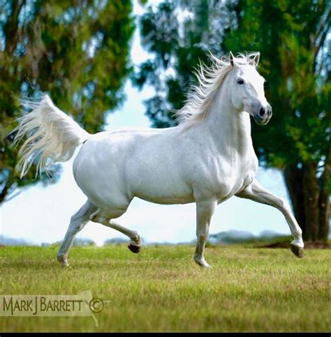 Pin By Abby Gonzalez On Beautiful Horses Horses Beautiful Arabian