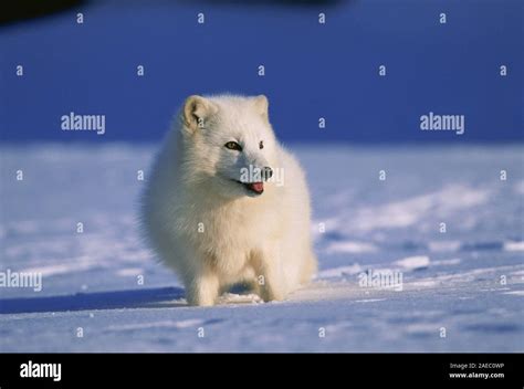 Greenland Arctic Fox Hi Res Stock Photography And Images Alamy