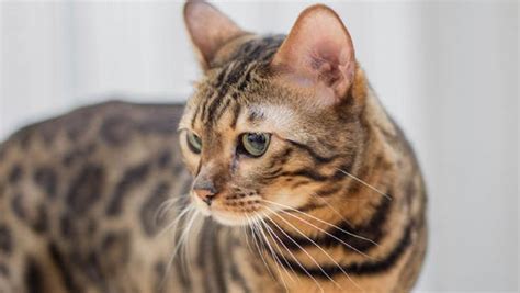 5 Reasons California Spangled Cats Make The Best Pets Prettylitter