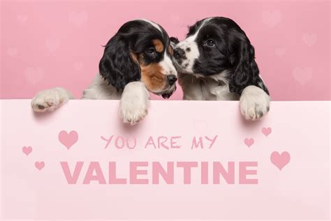61 Dog Valentine Puns And Sayings To Show Your Love Great Pet Living
