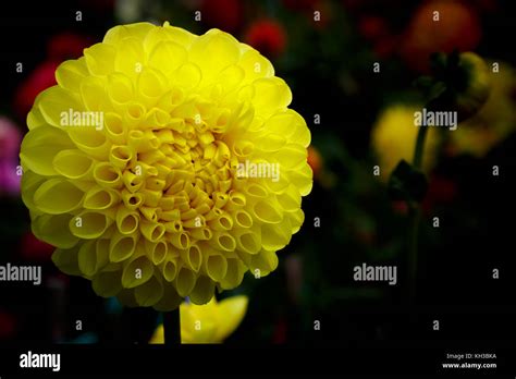 Yellow Ball Flowers Hi Res Stock Photography And Images Alamy