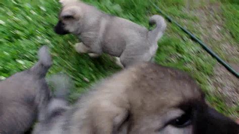 Norwegian Elkhound Puppies At 7 Weeks Playing Youtube