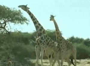 Angry Giraffe Gif