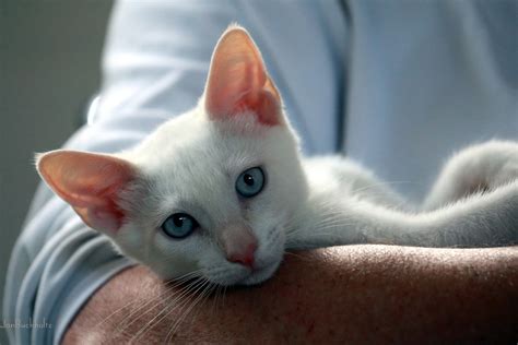 Red Eared Siamese Cat Toxoplasmosis