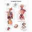 Anatomical Charts And Posters  Anatomy Lymphatic System Paper