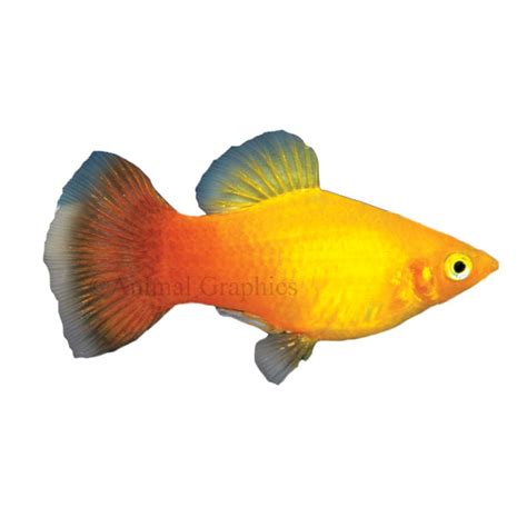 Sunburst Platy Fish Goldfish Betta And More Petsmart