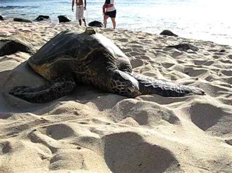 North Shore Green Sea Turtles On The Beach At Laniakea Youtube