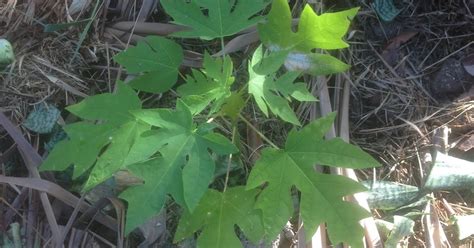 بتيق‎‎) merupakan tumbuhan yang banyak terdapat di asean. Jom Tanam Sayur ( JTS ) : Anak Pokok Betik di Batas ...