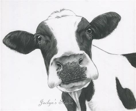Cow Pencil Drawing Holstein Kuh Molitor Bleistift Seashell Kunstdruck