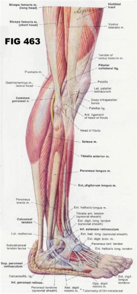 Muscles of posterior compartment of the leg. Anatomy Of Leg Muscles And Tendons Lower Leg Anatomy ...