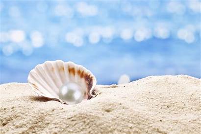 Pearl Seashell Sand Sea Background Shell Beach