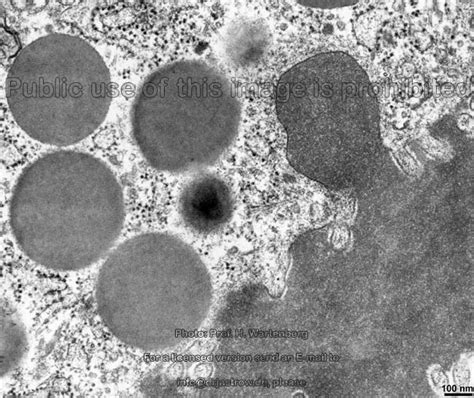 Secretory Vesicles Drjastrows Electron Microscopic Atlas