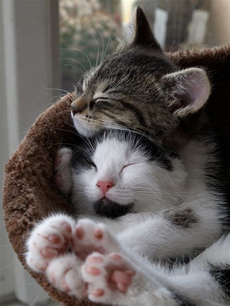 Of The Best Pictures Of Kittens Hugging