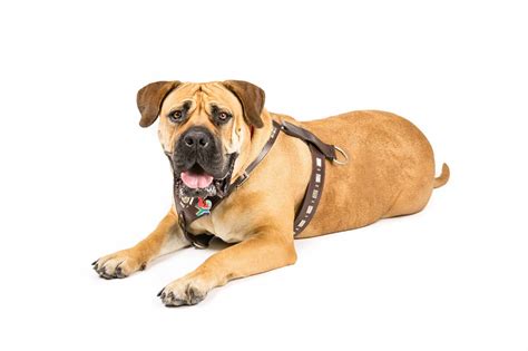 20 months old fawn colour boerboel for sale. African Boerboel Puppies For Sale • Adopt Your Puppy Today ...