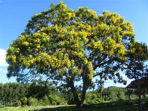 Gold Medallion Tree Cassia Leptophylla Native To Southeastern Brazil