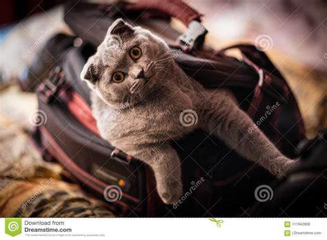 Favorite Cat Photographer Stock Photo Image Of Camera 111942808