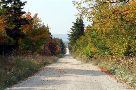 Autumn Trees Road Forest Foliage Autumn Fall Nature Pictures