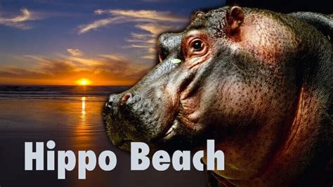 Hippo Beach Worklizard