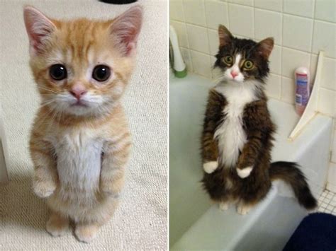 Gallery Of Awkwardly Standing Cats Ugly Cat Cats Funny Cat Pictures