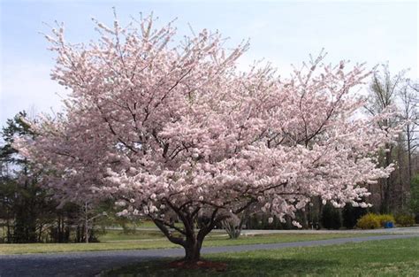 Yoshino Flowering Cherry How To Care And More Plantingtree