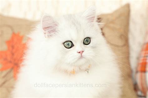 Check out our persian kitten selection for the very best in unique or custom, handmade pieces from our pet collars & jewellery shops. 2019 Sold Kittens from Doll Face Persian Kittens - 660-292 ...