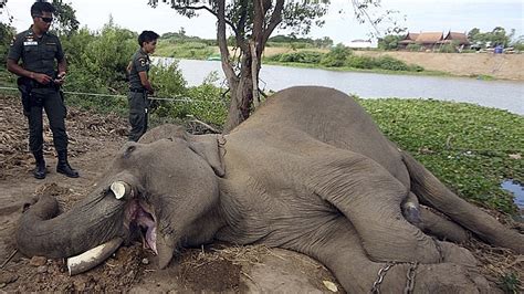 Elephant Featured In Film Alexander Killed By Thai Poachers The Two Way Npr