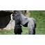 Who Was Harambe The Gorilla Cincinnati Zoo Touted His 