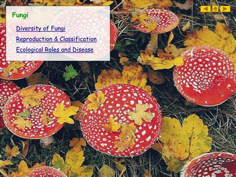 Ppt Fungi Powerpoint Presentation Free Download Id243022