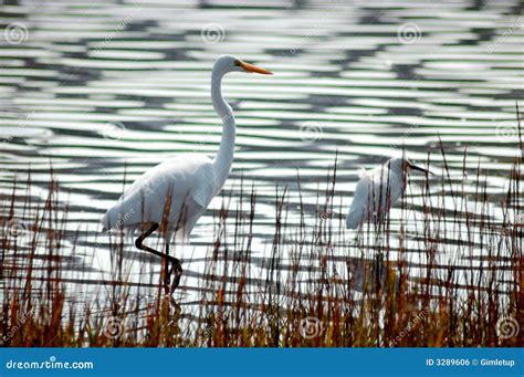 Great White Heron Stock Photo Image Of Birds Protected 3289606