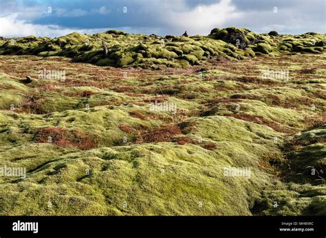 South Iceland The Vast Eldhraun Lava Field Is Covered With Thick Moss