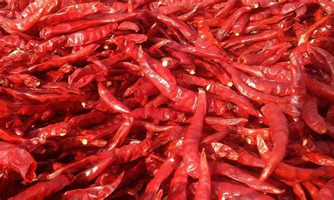 Kashmiri Dry Red Chilli 1 Kg Rs 170 Kg Mothers Taste Spices India