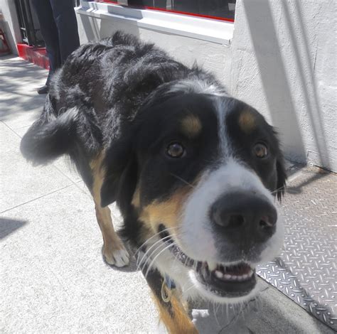 Here, we'll explore the bernese border collie in great detail. Dog of the Day: Calvin the Bernese Mountain Dog/Border ...