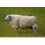 Sheep  True Wildlife Creatures