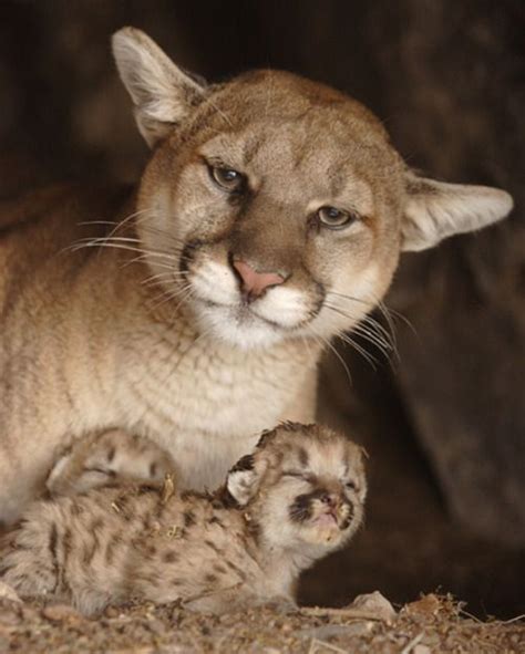 Cougars I Swear That The Expression On This Mamas Face Screams I