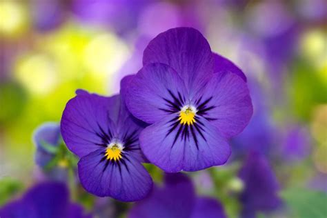 19 Best Winter Flowers That Add Color To Your Garden