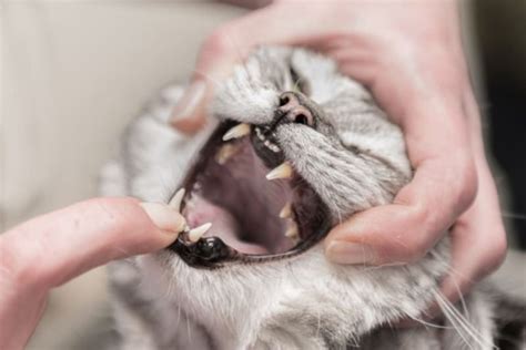 3 Explanations For Black Spots On Cats Gums