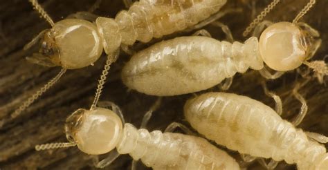 Where are termites coming from. Is a New, Super Destructive Hybrid Termite Coming ...