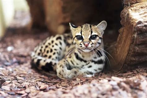 29 Cute Animals That Are Native To Latin America Cute Animals Margay