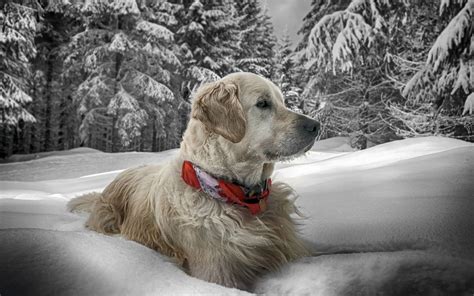 50 Dogs In The Snow Wallpaper