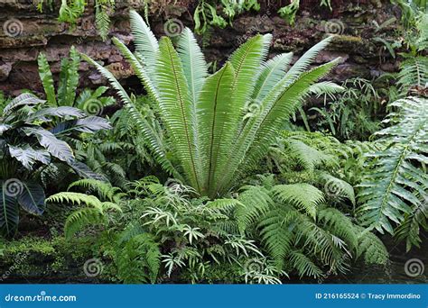 Large Tropical Ferns And Plants In A Rainforest Stock Photo Image Of