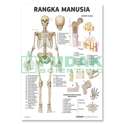 Berikut fungsi, jenis, dan gambar tulang rangka manusia. Carta Rangka Manusia - Toko Alat Peraga