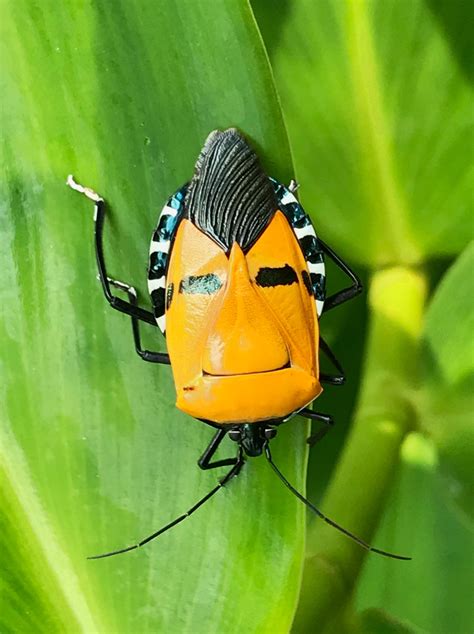 This Bug Looks Like Trump Or Elvis I Cant Decide Rmildlyinteresting