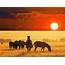 African Safari Zebras Wallpaper  Free HD Images