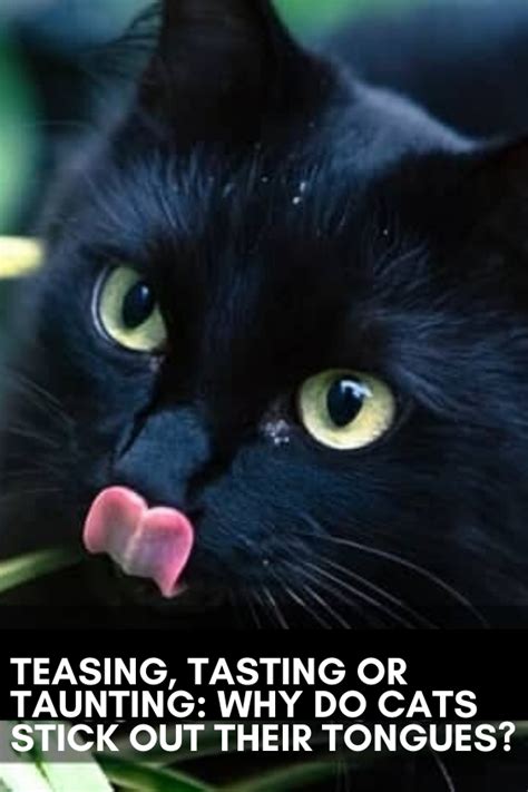 You will have noticed that when. Teasing, Tasting or Taunting: Why Do Cats Stick out Their ...