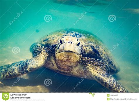 Turtle At Hikkaduwa Beach Stock Photo Image Of Beautiful